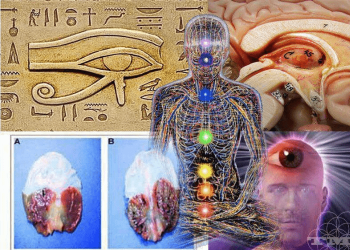 Horus Pineal Gland What Is It