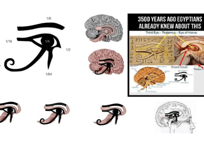 Pineal Gland and the Eye What Really Matters