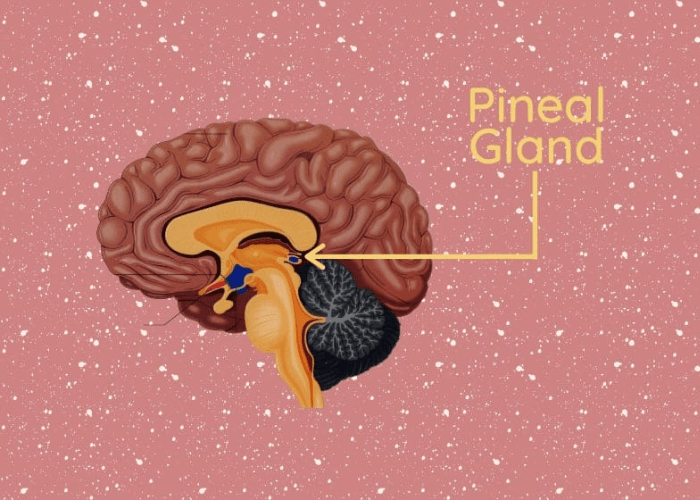 Medical Interpretation of the Eye of Horus Pineal Gland
